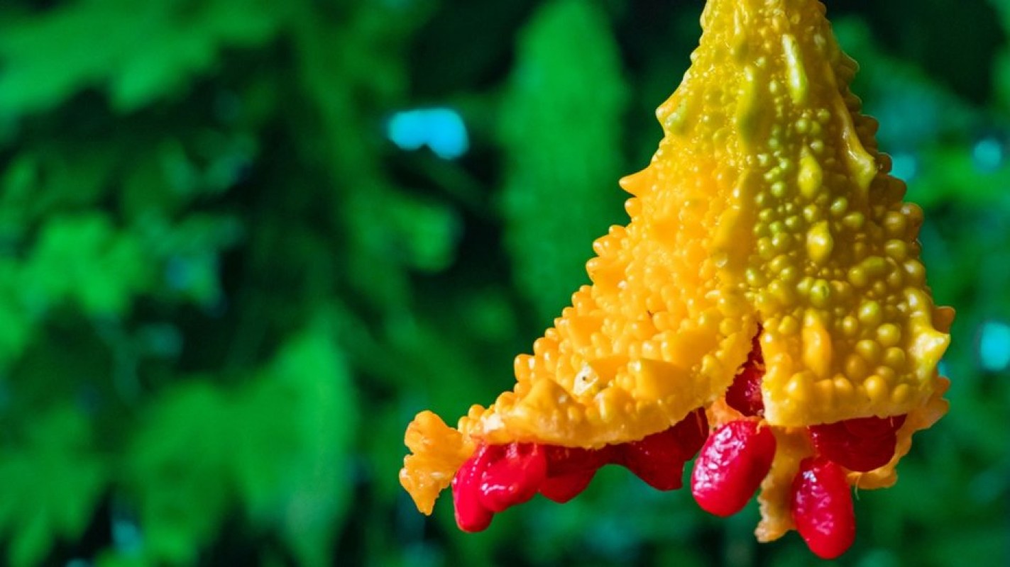 Kudret Narı Fidanı Satışı: Şimdi Sipariş Ver, Sağlığını Güçlendir! Kudret Narı Fidanı Satışı: Şimdi Sipariş Ver, Sağlığını Güçlendir!