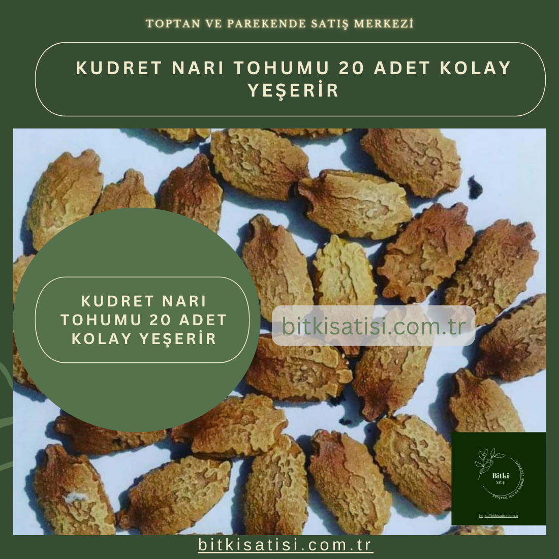 Kudret Narı Tohumu 10 Adet Kolay Yeşerir