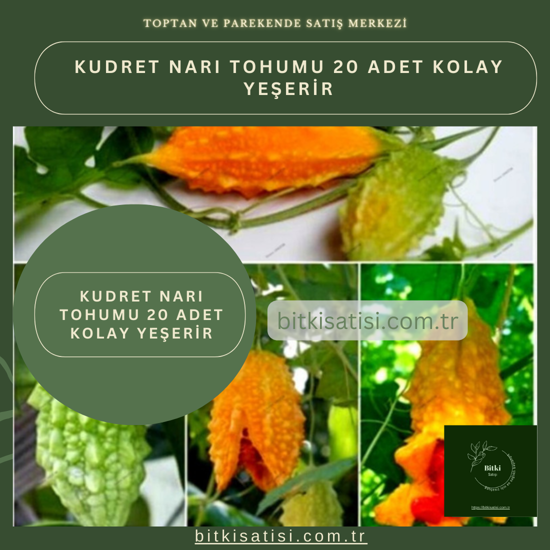 Kudret Narı Tohumu 10 Adet Kolay Yeşerir