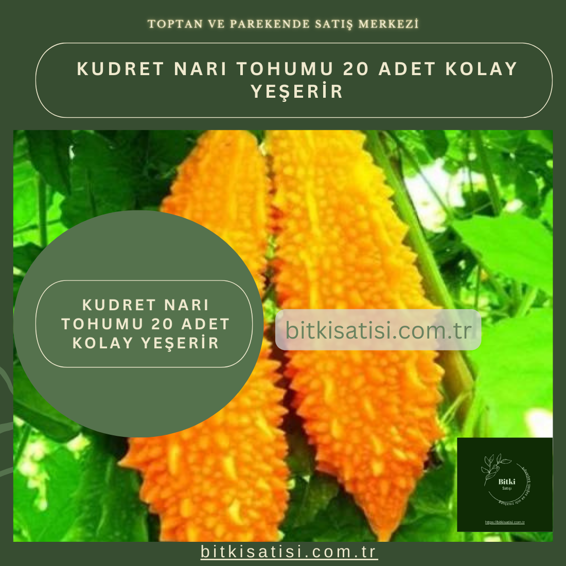 Kudret Narı Tohumu 10 Adet Kolay Yeşerir
