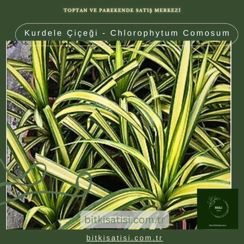 Kurdele Çiçeği - Chlorophytum Comosum Kurdele Çiçeği - Chlorophytum Comosum
