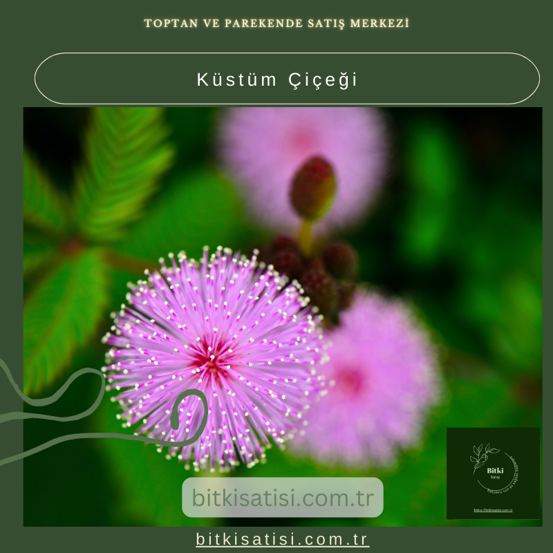 Küstüm Çiçeği: Her Dokunuşta Şaşırtıcı Hareket Küstüm Çiçeği: Her Dokunuşta Şaşırtıcı Hareket