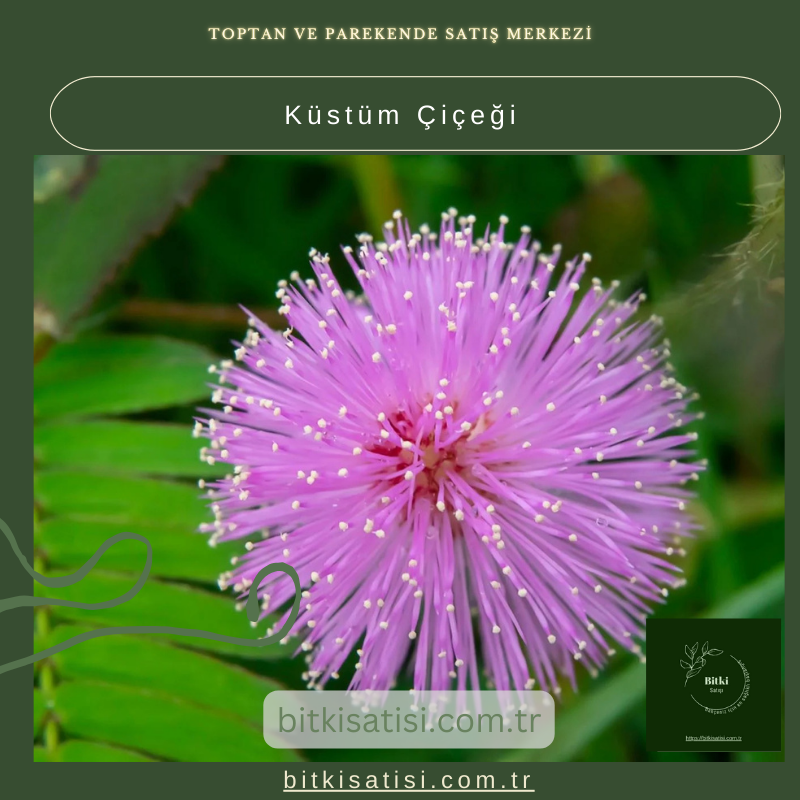 Küstüm Çiçeği: Her Dokunuşta Şaşırtıcı Hareket Küstüm Çiçeği: Her Dokunuşta Şaşırtıcı Hareket