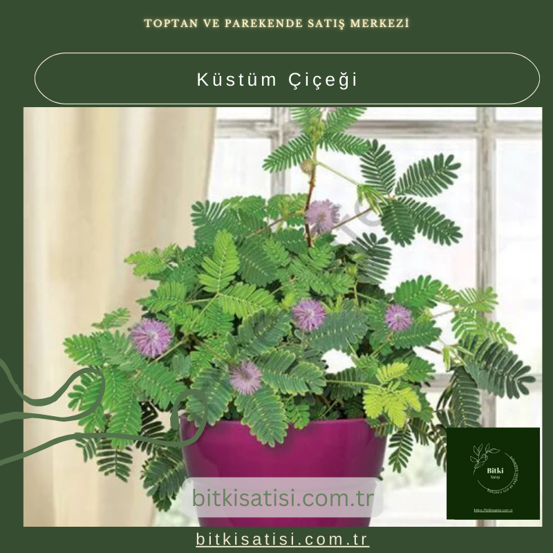 Küstüm Çiçeği: Her Dokunuşta Şaşırtıcı Hareket Küstüm Çiçeği: Her Dokunuşta Şaşırtıcı Hareket