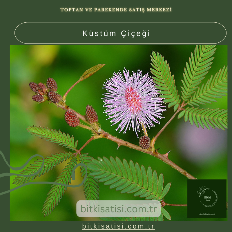 Küstüm Çiçeği: Her Dokunuşta Şaşırtıcı Hareket Küstüm Çiçeği: Her Dokunuşta Şaşırtıcı Hareket