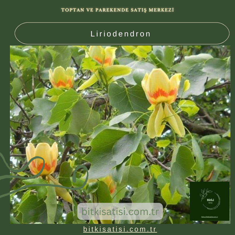 Lale Ağacı Liriodendron Fidanı – Estetik ve Sağlam Ağaçlar Bahçenizde! Lale Ağacı Liriodendron Fidanı – Estetik ve Sağlam Ağaçlar Bahçenizde!