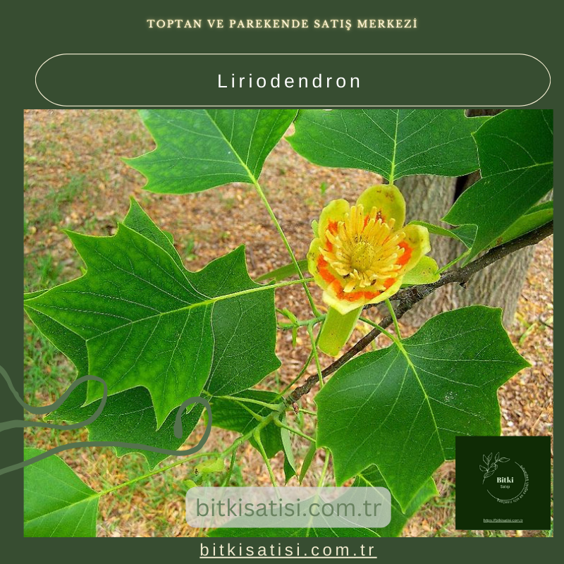 Lale Ağacı Liriodendron Fidanı – Estetik ve Sağlam Ağaçlar Bahçenizde! Lale Ağacı Liriodendron Fidanı – Estetik ve Sağlam Ağaçlar Bahçenizde!