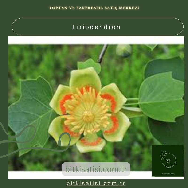 Lale Ağacı Liriodendron Fidanı – Estetik ve Sağlam Ağaçlar Bahçenizde! Lale Ağacı Liriodendron Fidanı – Estetik ve Sağlam Ağaçlar Bahçenizde!