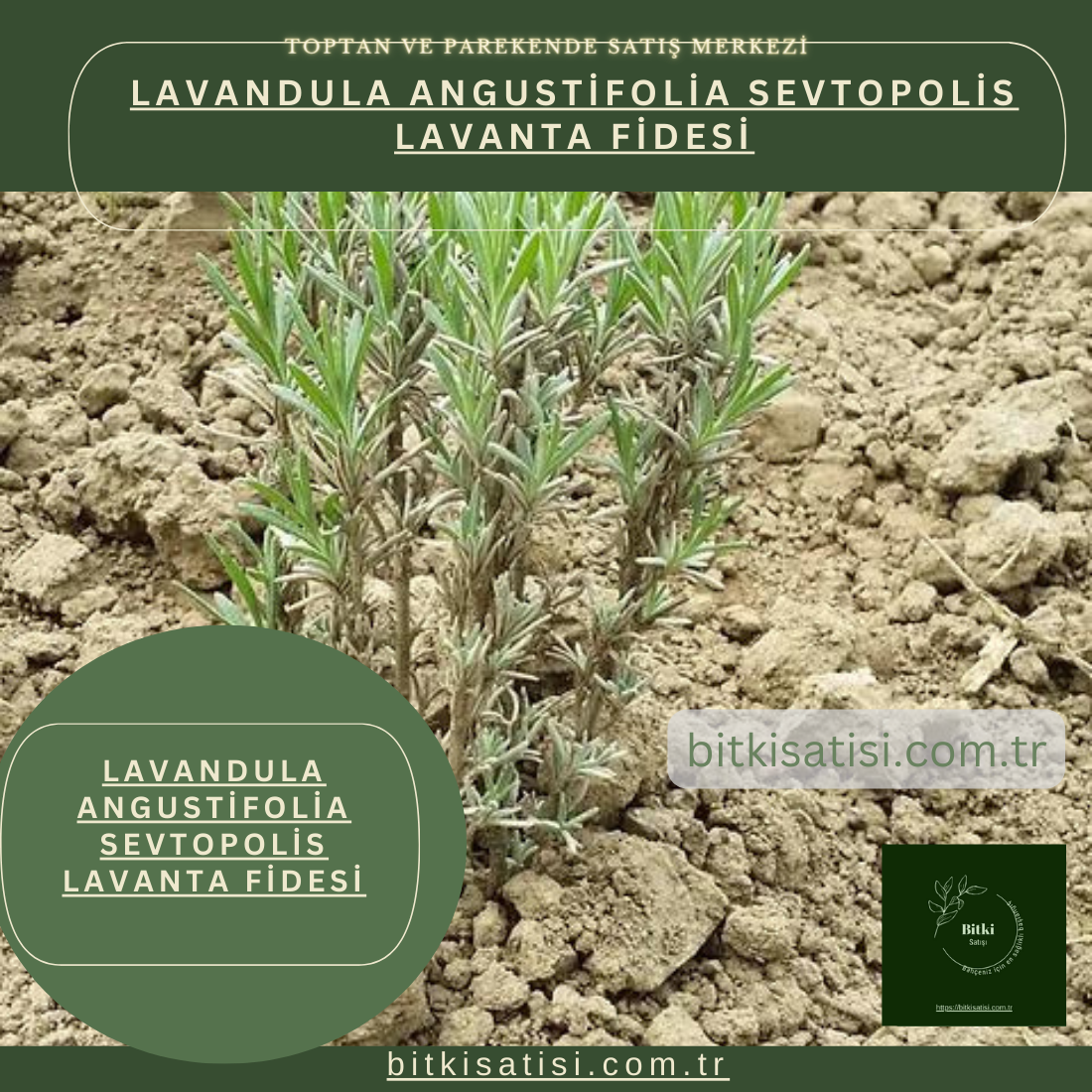 Lavandula Angustifolia Sevtopolis Yağlık Lavanta Fidesi Kolay Yetişir 100 Fide 700TL 