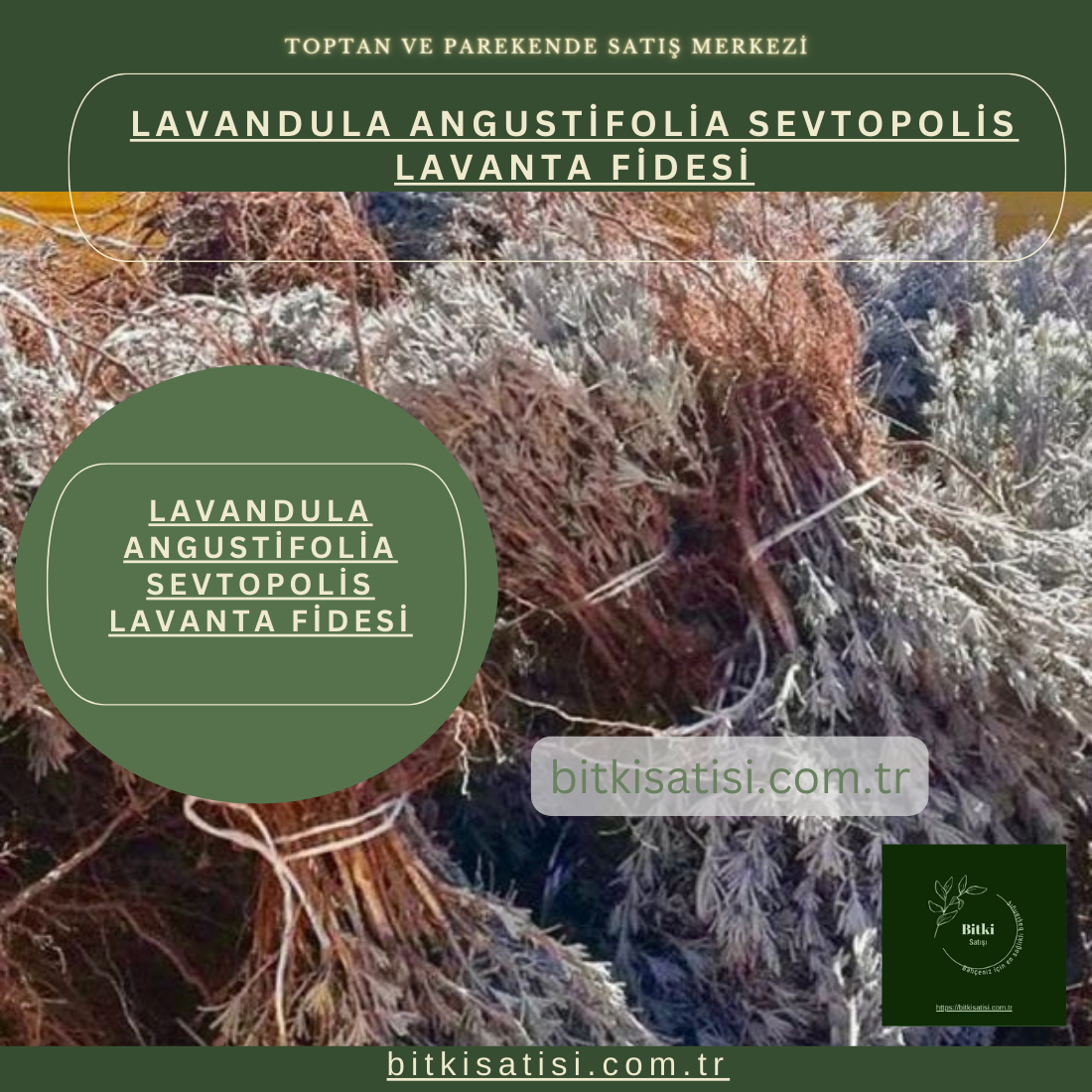 Lavandula Angustifolia Sevtopolis Yağlık Lavanta Fidesi Kolay Yetişir 100 Fide 700TL 