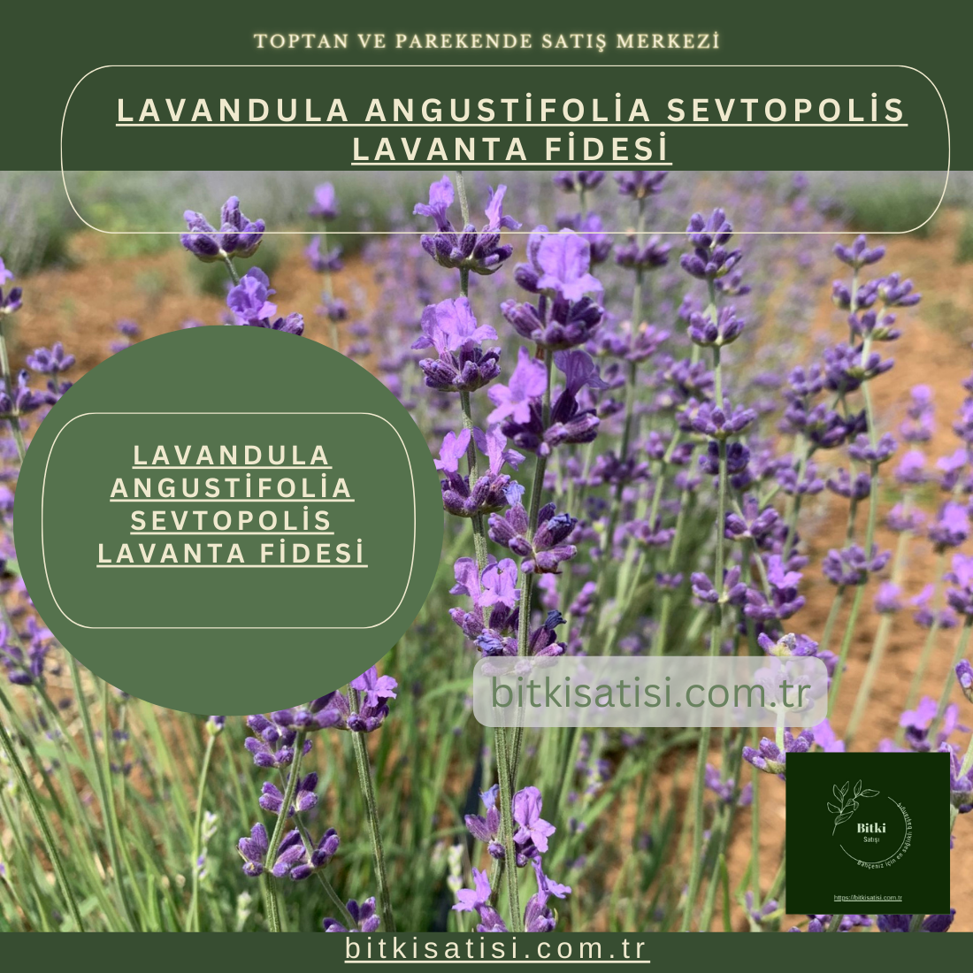 Lavandula Angustifolia Sevtopolis Yağlık Lavanta Fidesi Kolay Yetişir 100 Fide 700TL 