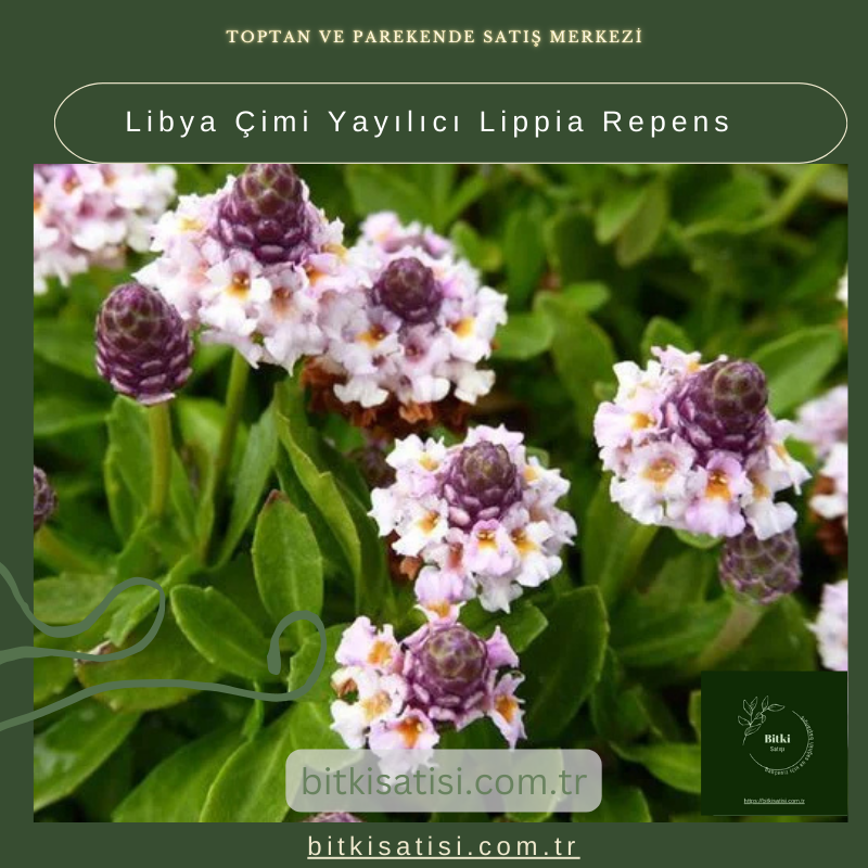Libya Çimi Yayılıcı Lippia Repens Libya Çimi Yayılıcı Lippia Repens