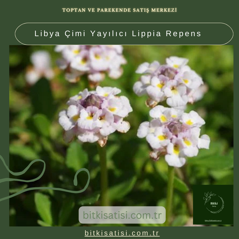 Libya Çimi Yayılıcı Lippia Repens Libya Çimi Yayılıcı Lippia Repens