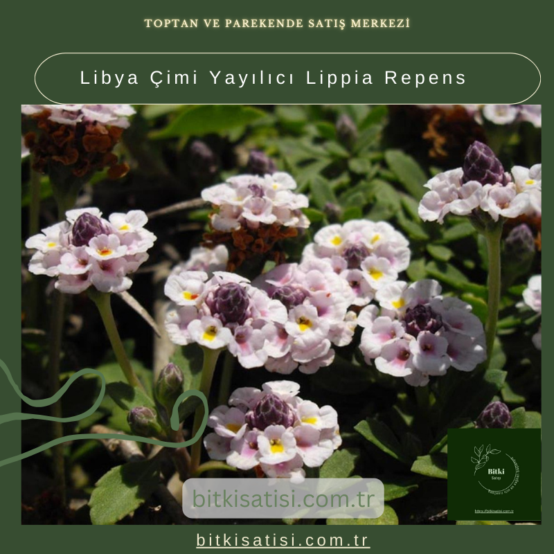 Libya Çimi Yayılıcı Lippia Repens Libya Çimi Yayılıcı Lippia Repens