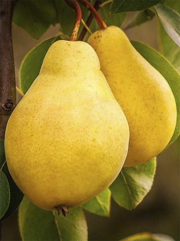 Limon Armut Fidanı ile Bahçenizde Efsane Tatlar Yaratın