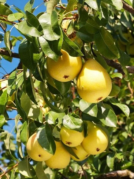 Limon Armut Fidanı ile Bahçenizde Efsane Tatlar Yaratın