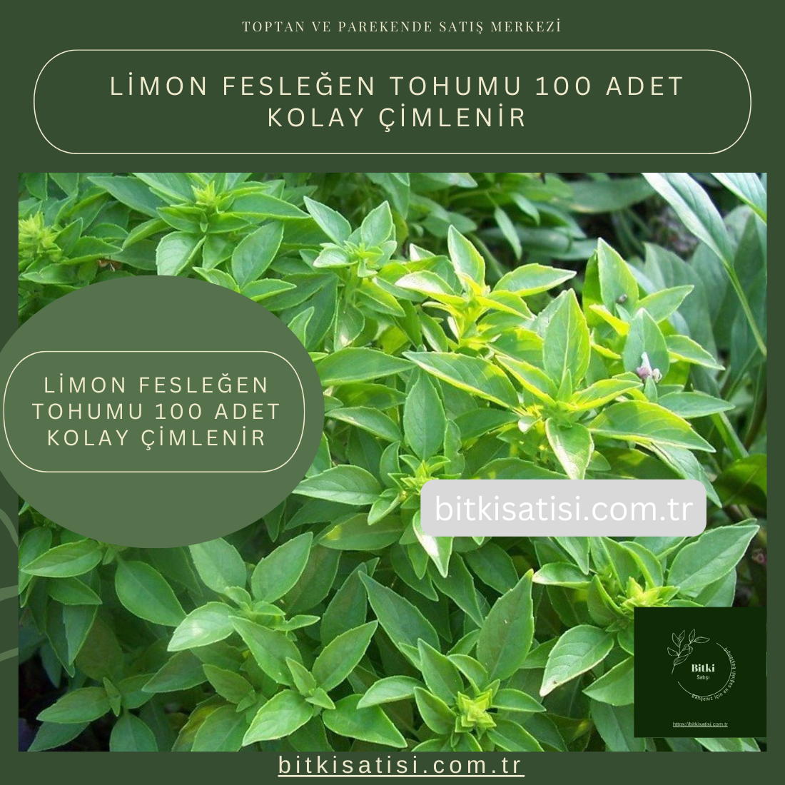 Limon Fesleğen Tohumu 100 Adet Kolay Çimlenir