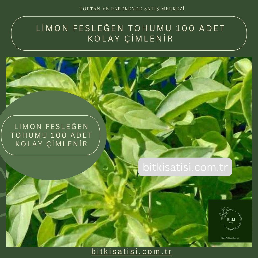 Limon Fesleğen Tohumu 100 Adet Kolay Çimlenir