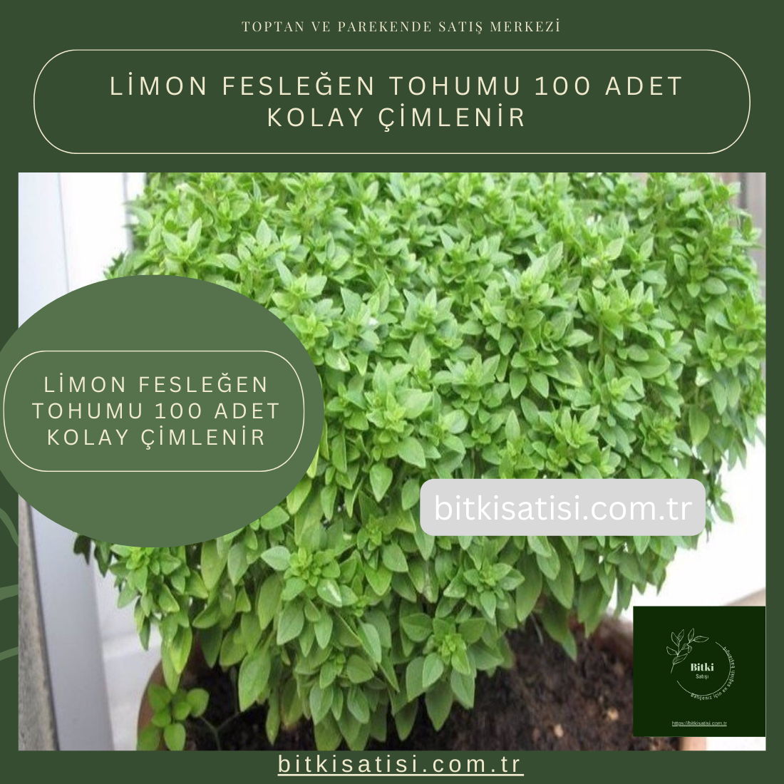 Limon Fesleğen Tohumu 100 Adet Kolay Çimlenir
