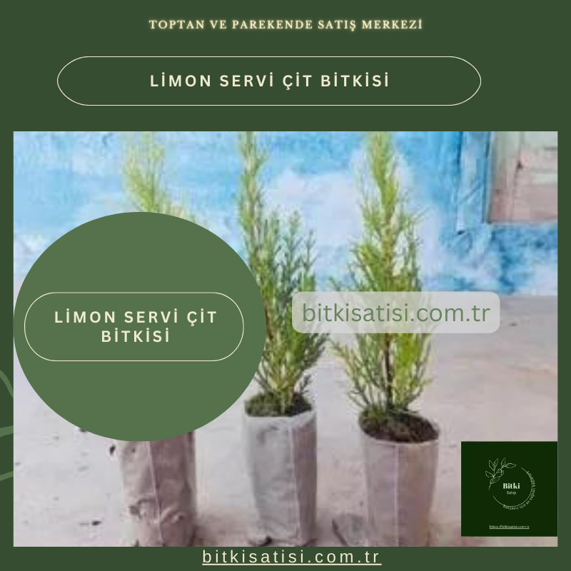 Limon Servi Çit Yapımına Uygun
