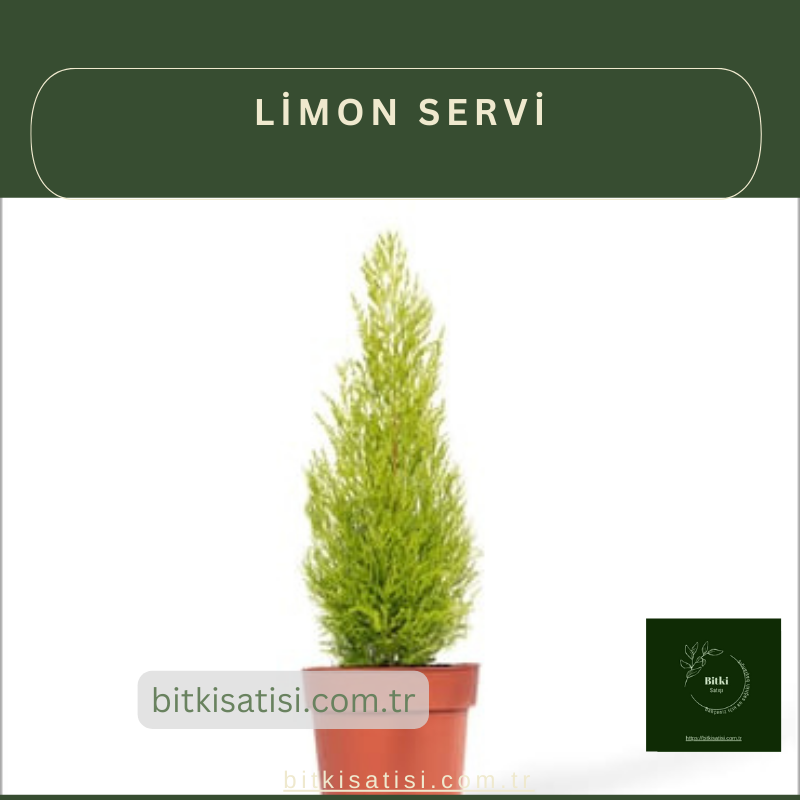 Hızlı Büyüyen Limon Servi ile Bahçenizi Canlandırın