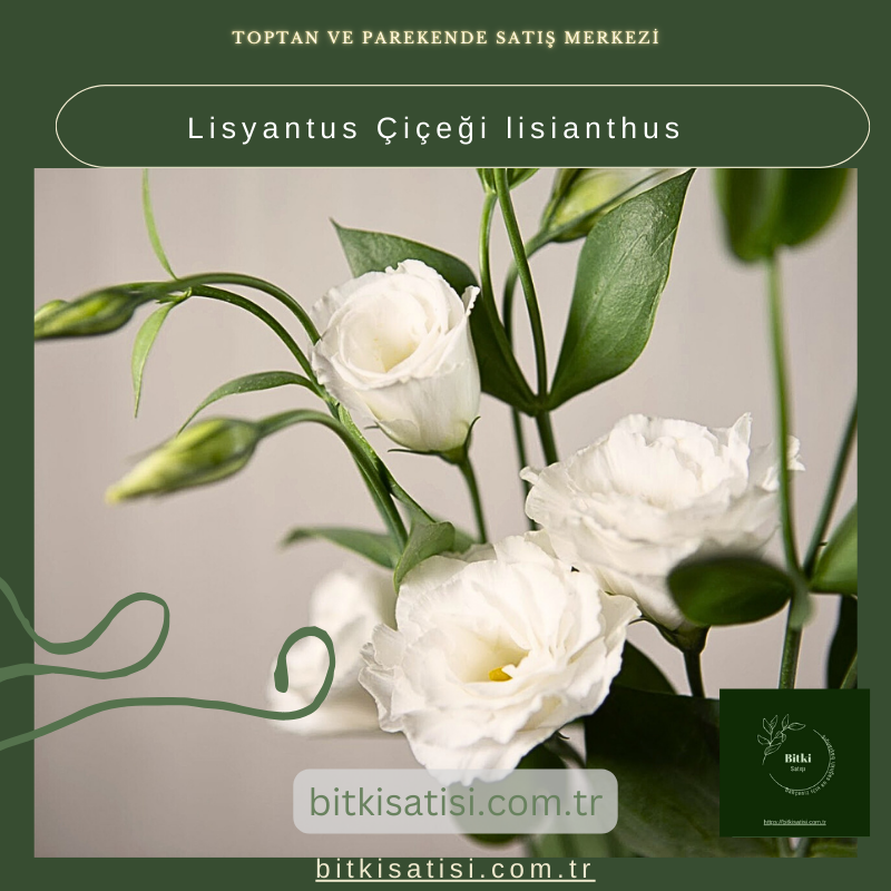 Lisyantus Çiçeği lisianthus