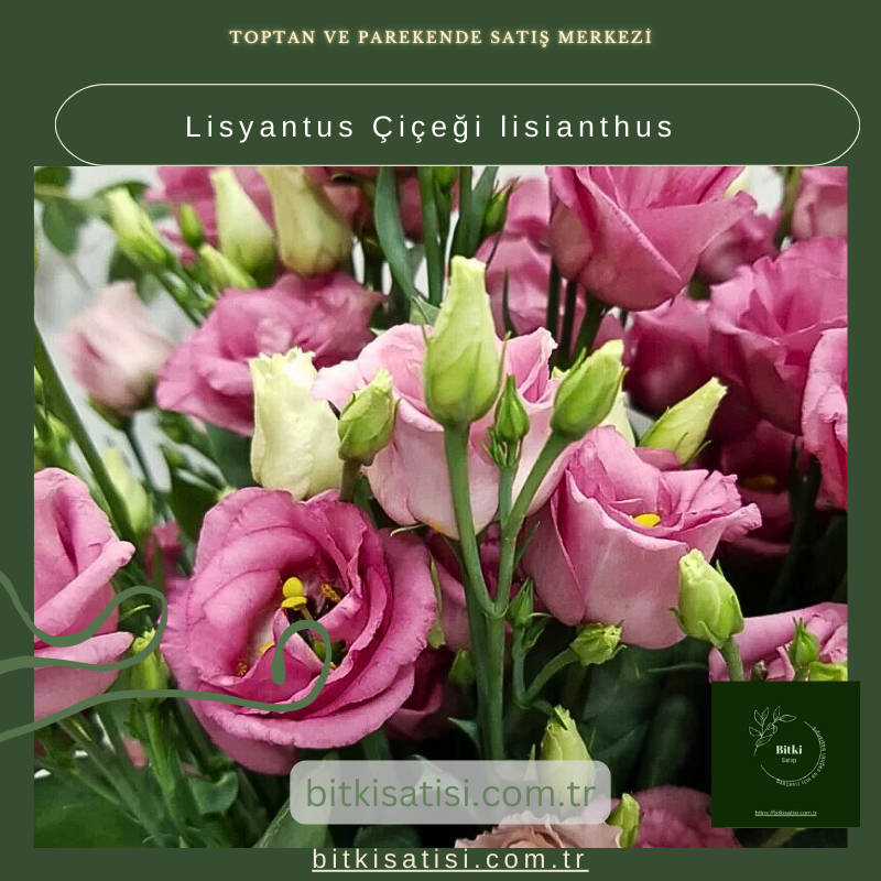 Lisyantus Çiçeği lisianthus