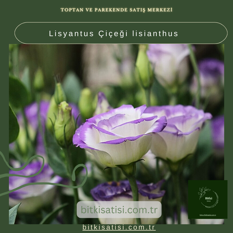 Lisyantus Çiçeği lisianthus