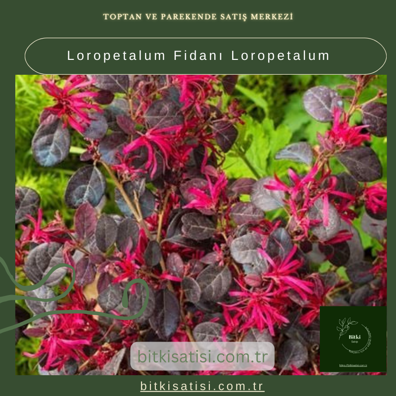 Loropetalum Fidanı Loropetalum