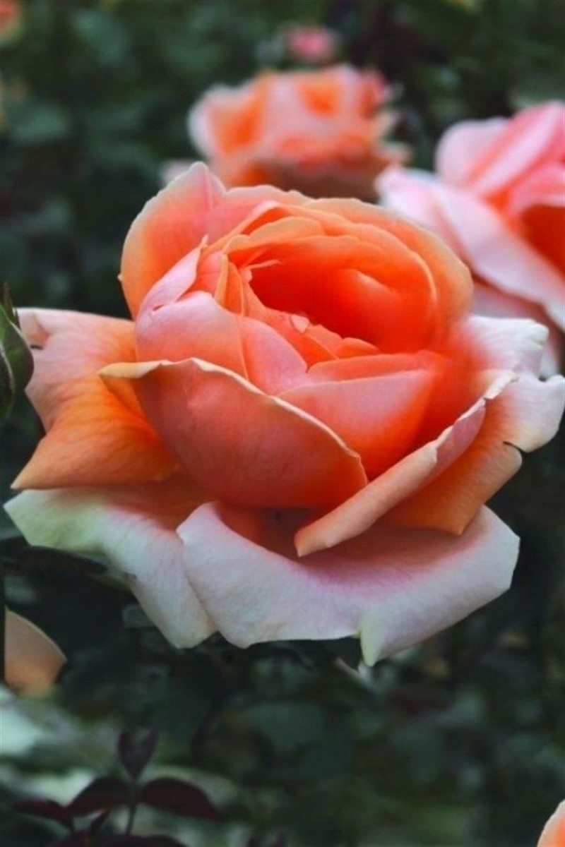 Lynda Gülü: Bahçenizde Zarif ve Estetik Bir Dokunuş Lynda Gülü: Bahçenizde Zarif ve Estetik Bir Dokunuş