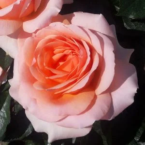 Lynda Gülü: Bahçenizde Zarif ve Estetik Bir Dokunuş Lynda Gülü: Bahçenizde Zarif ve Estetik Bir Dokunuş