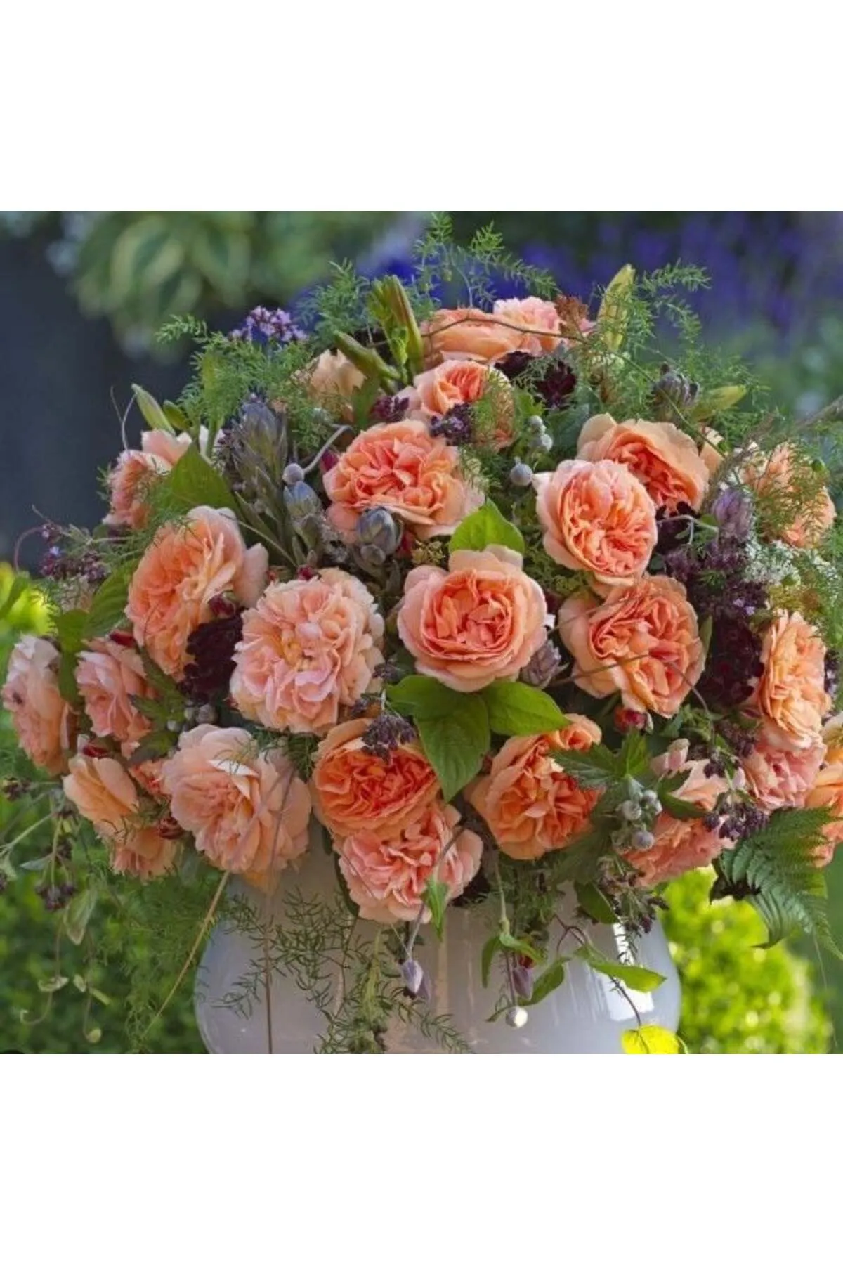 Lynda Gülü: Bahçenizde Zarif ve Estetik Bir Dokunuş Lynda Gülü: Bahçenizde Zarif ve Estetik Bir Dokunuş