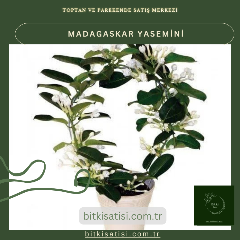 Madagaskar Yasemini Muhteşem Kokulu Madagaskar Yasemini Muhteşem Kokulu