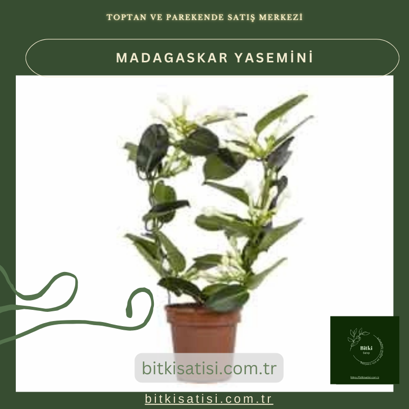 Madagaskar Yasemini Muhteşem Kokulu Madagaskar Yasemini Muhteşem Kokulu