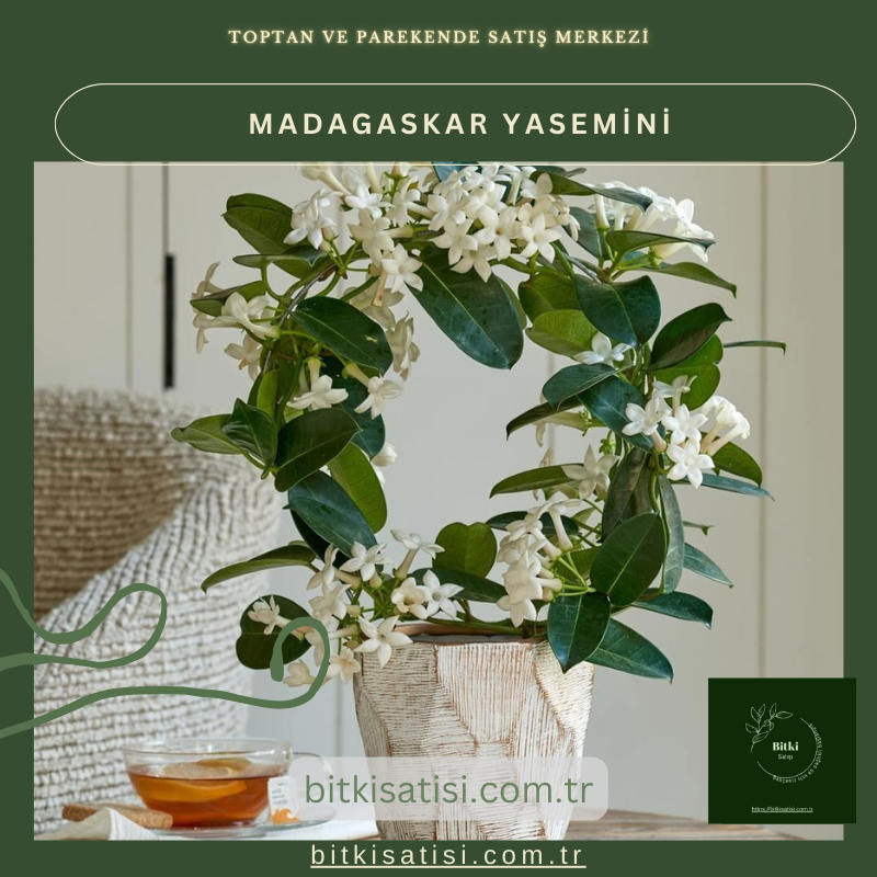 Madagaskar Yasemini Muhteşem Kokulu Madagaskar Yasemini Muhteşem Kokulu