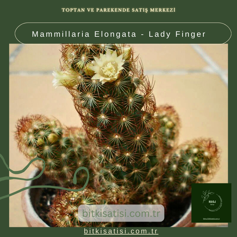 Mammillaria Elongata - Lady Finger