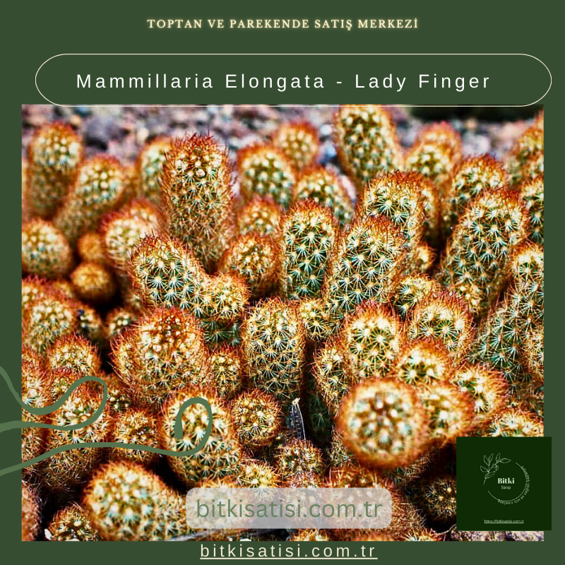 Mammillaria Elongata - Lady Finger