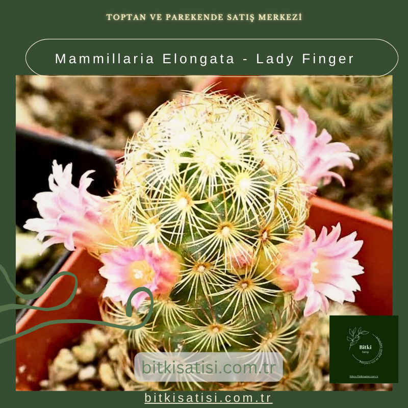 Mammillaria Elongata - Lady Finger