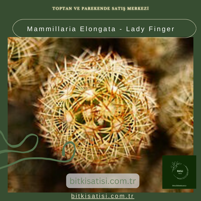 Mammillaria Elongata - Lady Finger