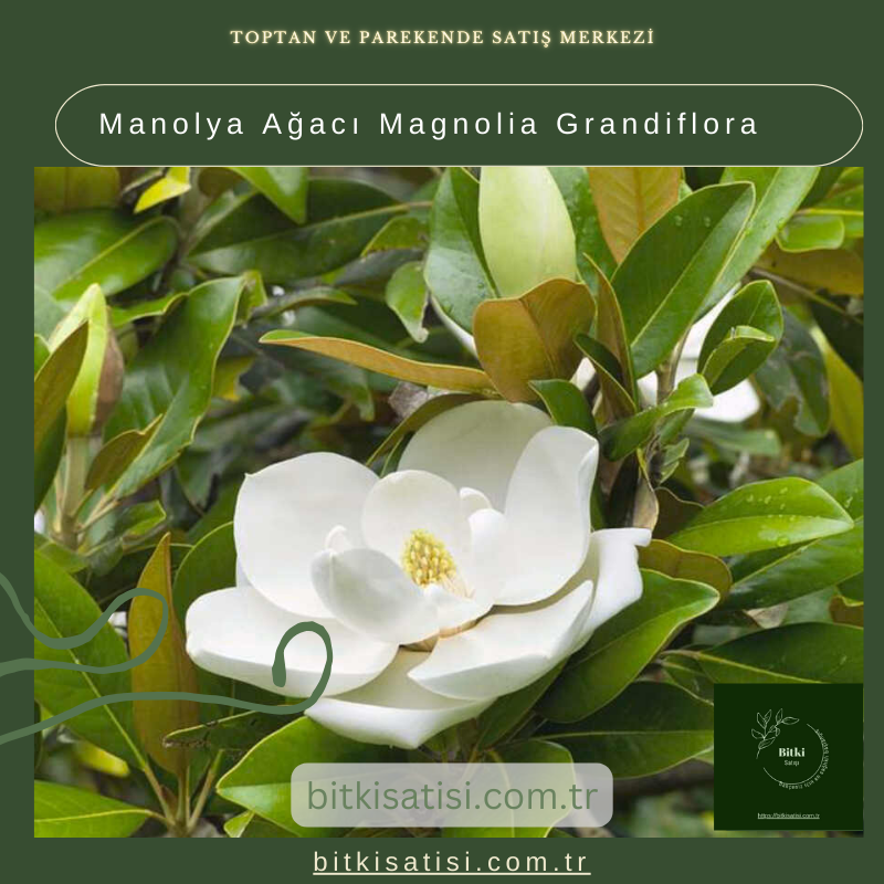 Manolya Ağacı Magnolia Grandiflora Manolya Ağacı Magnolia Grandiflora