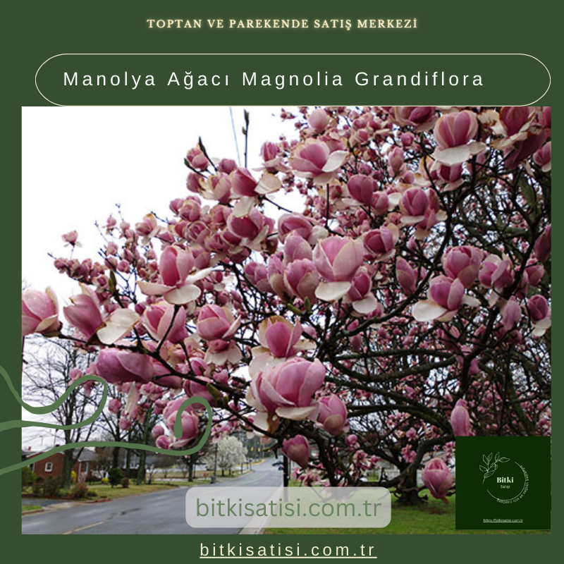 Manolya Ağacı Magnolia Grandiflora Manolya Ağacı Magnolia Grandiflora