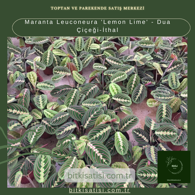 Maranta Leuconeura 'Lemon Lime' - Dua Çiçeği-İthal