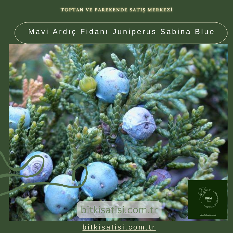Mavi Ardıç Fidanı Juniperus Sabina Blue