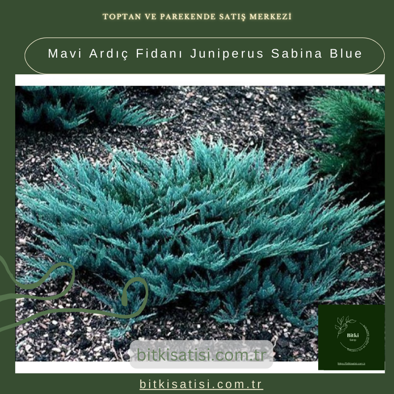 Mavi Ardıç Fidanı Juniperus Sabina Blue