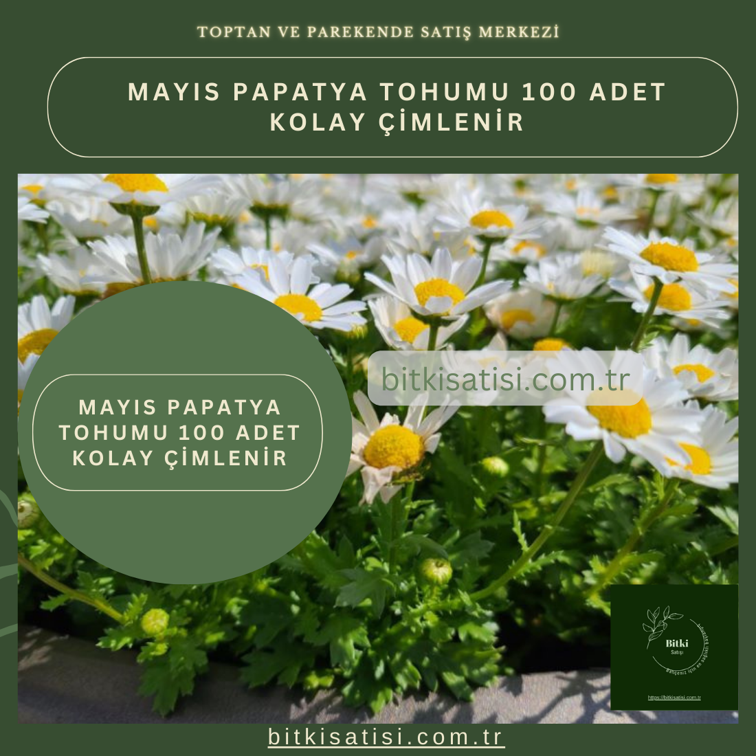 Mayıs Papatya Tohumu 100 Adet Kolay Çimlenir