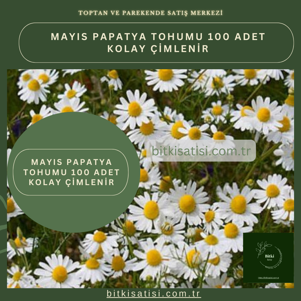 Mayıs Papatya Tohumu 100 Adet Kolay Çimlenir