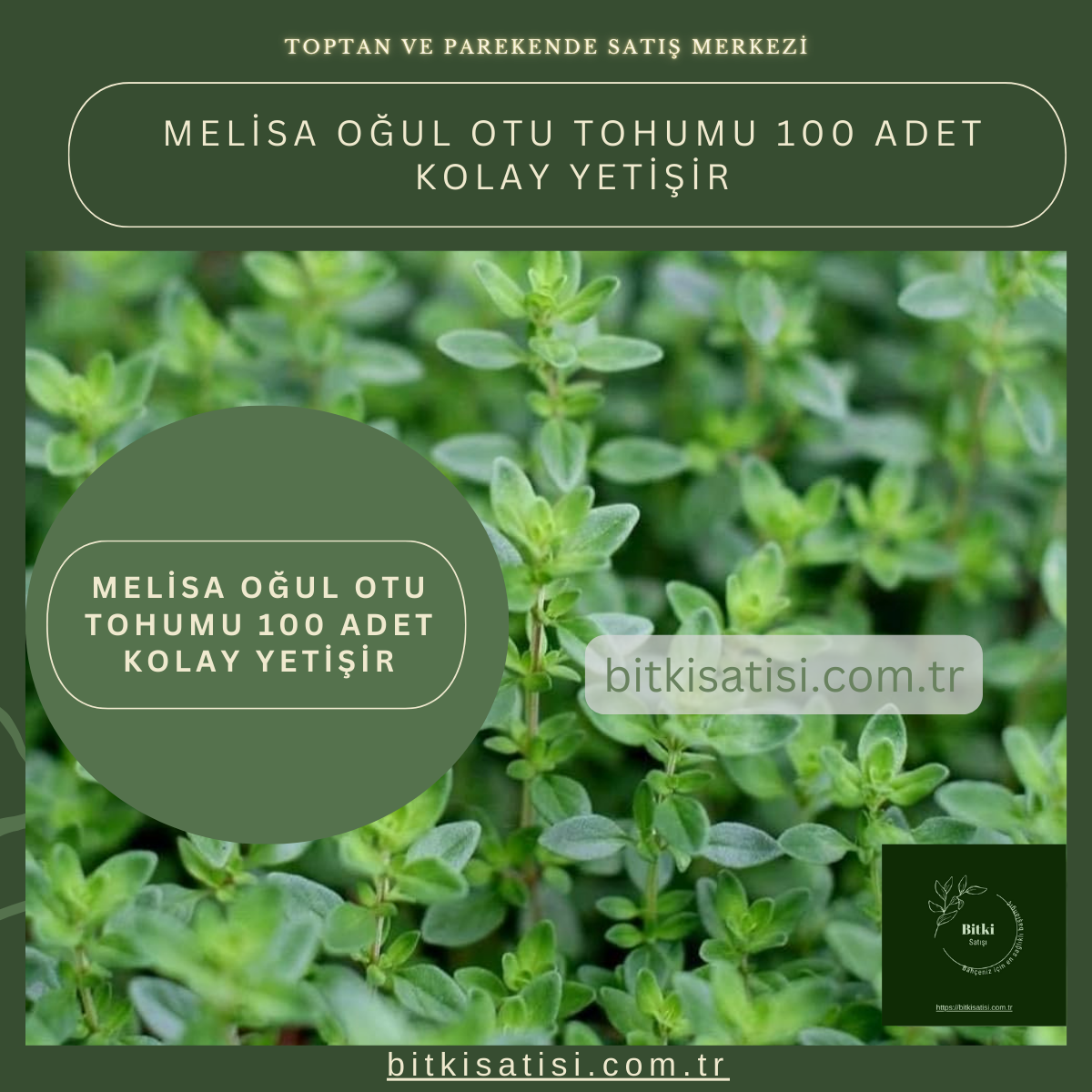 Melisa Oğul Otu Tohumu 100 Adet Kolay Yetişir