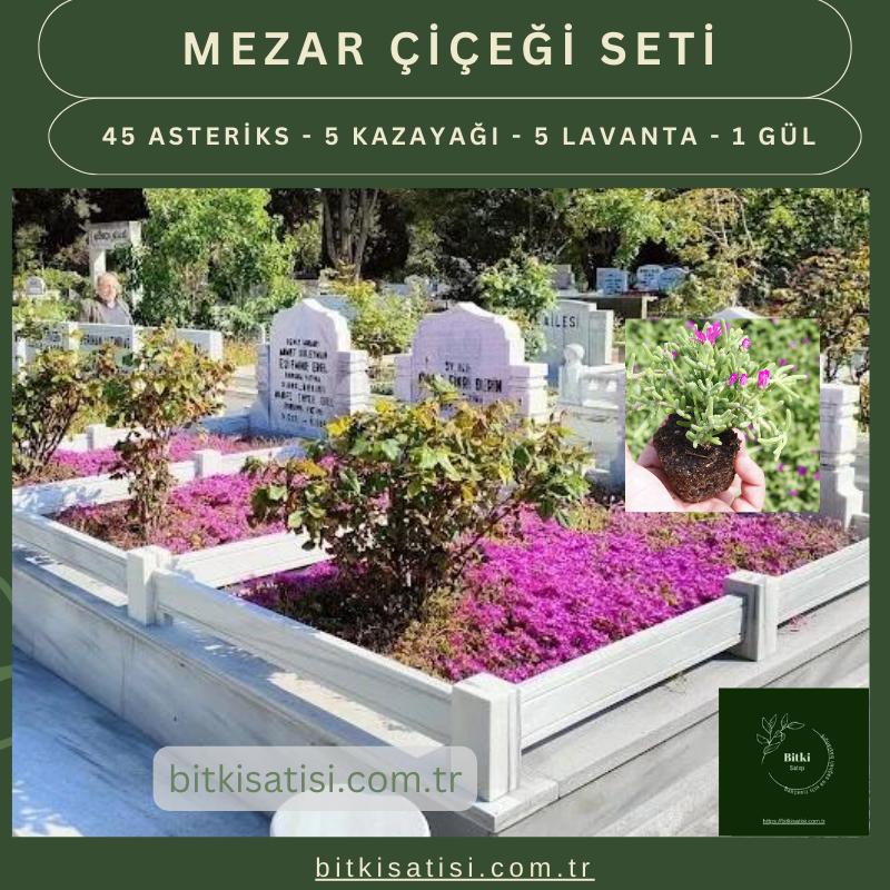 Mezar Çiçeği Seti. 45 Asteriks 5 Kaz Ayağı 5 Lavanta 1 Mezar Gülü