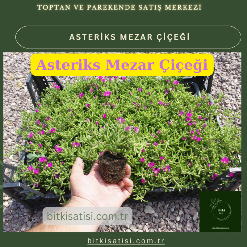 Mezar Çiçeği Seti. 45 Asteriks  5 Kazayağı1 Mezar Gülü