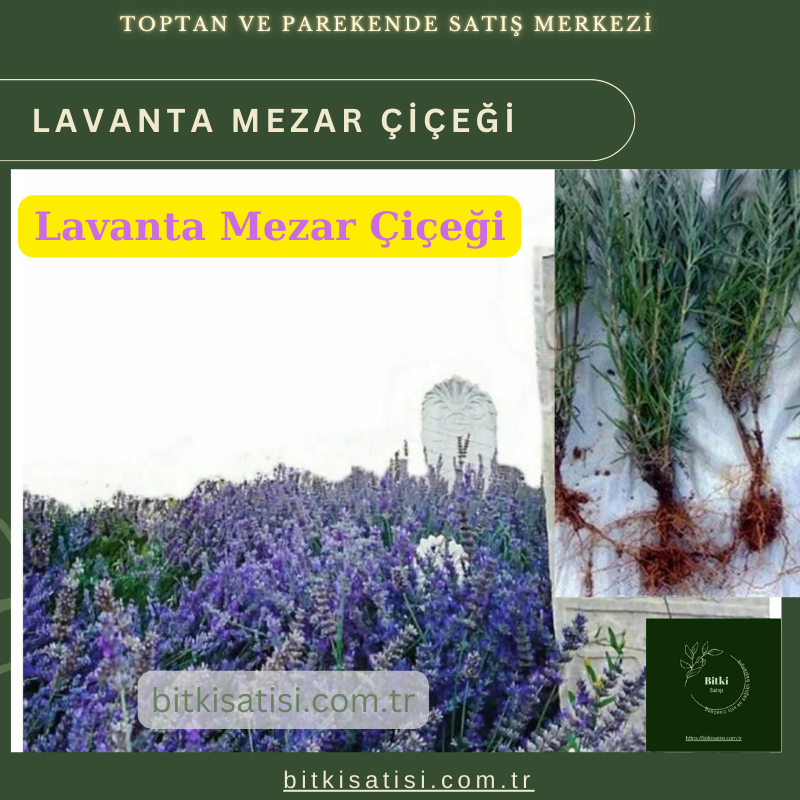 Mezar Çiçeği Seti. 45 Asteriks  5 Kazayağı1 Mezar Gülü